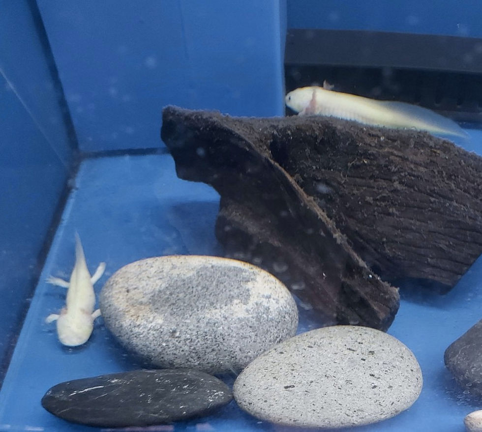 Unhealthy pet store axolotl with diminished gills and missing limbs