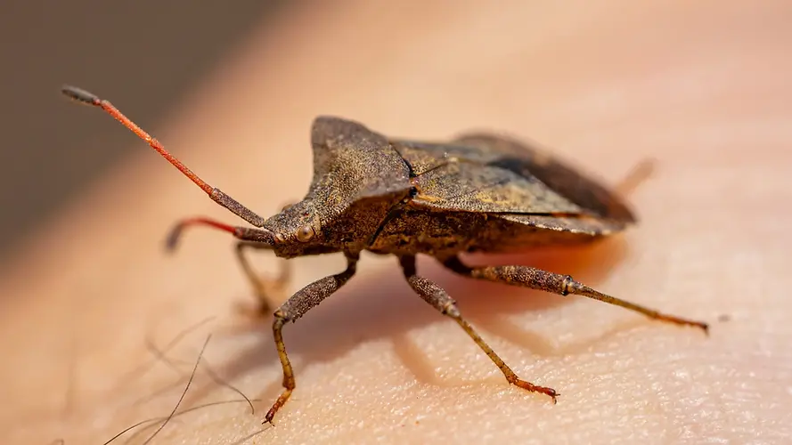 A_stink_bug_on_human_skin.jpg.webp