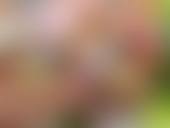 5 Things Brides Should Know Before Choosing a Wedding Florist in Southern Oregon