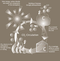 Sustainability Cycle
