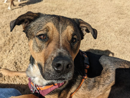 Look At Me: The Command and Ques You Should Be Teaching Your Dog