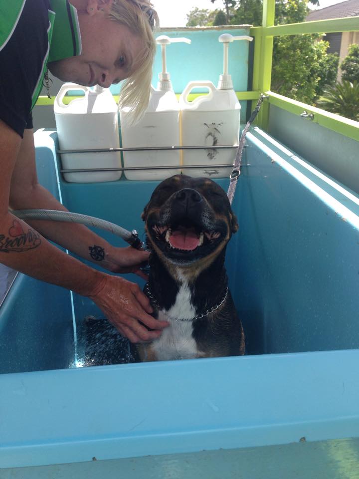 Our Service Dirty Dog Hydrobath Queensland