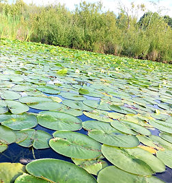 lilypads with the reflection of sky therapeutic