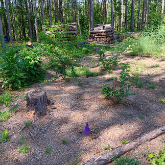 other side of food forest elderberry getting tall