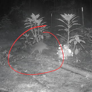 dang trash panda