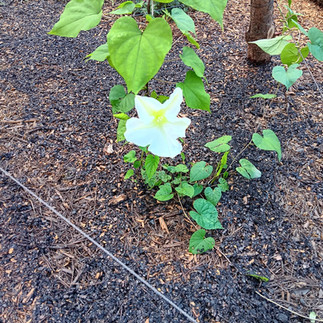 our first moon flower bloom