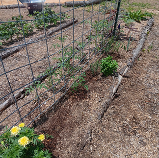 my poor tomatoes