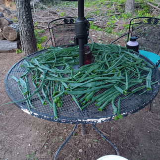 Drying onion tops