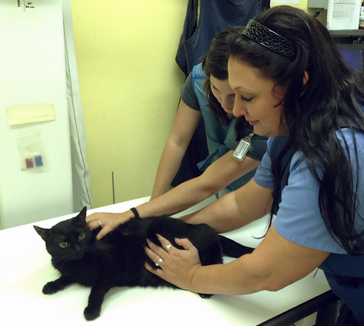 Services Provided By Bertrand Drive Animal Hospital