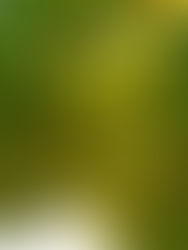 The ABCs and NBCs of Chardonnay