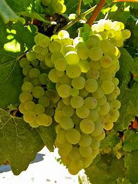 The ABCs and NBCs of Chardonnay