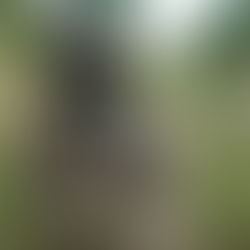 Пам'ятка розвіднику: Основні принципи маскування