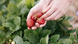 Erdbeeren-in-der-Hand