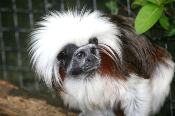 Florida Primates & Exotics logo