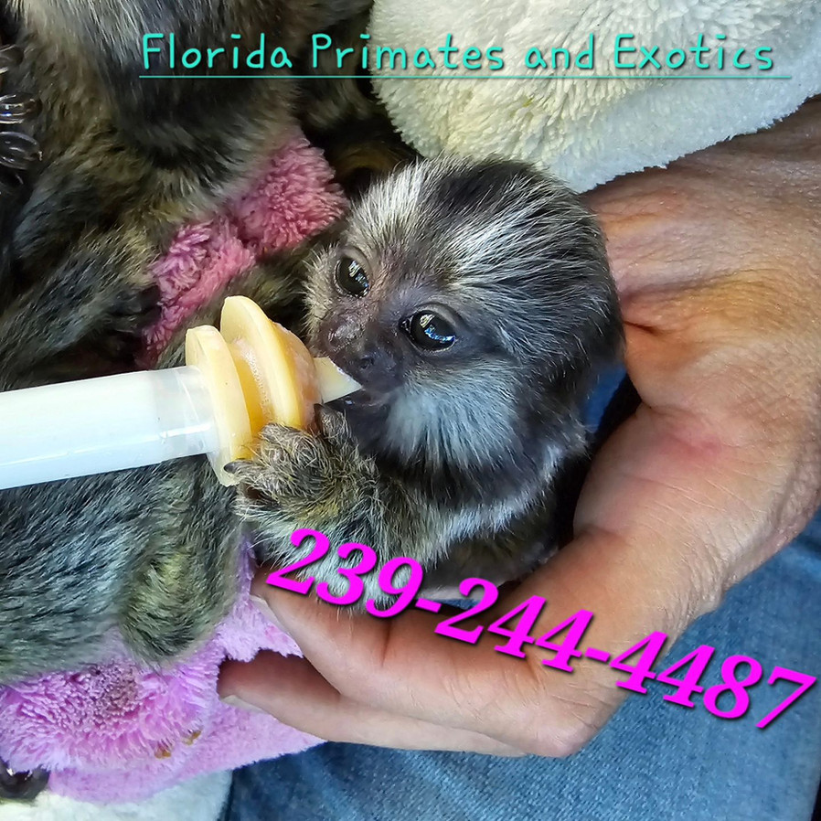 Florida Primates & Exotics | Exotics | North Fort Myers, FL, USA