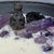 Flame Stone Skull and Cat Candle with Amethyst