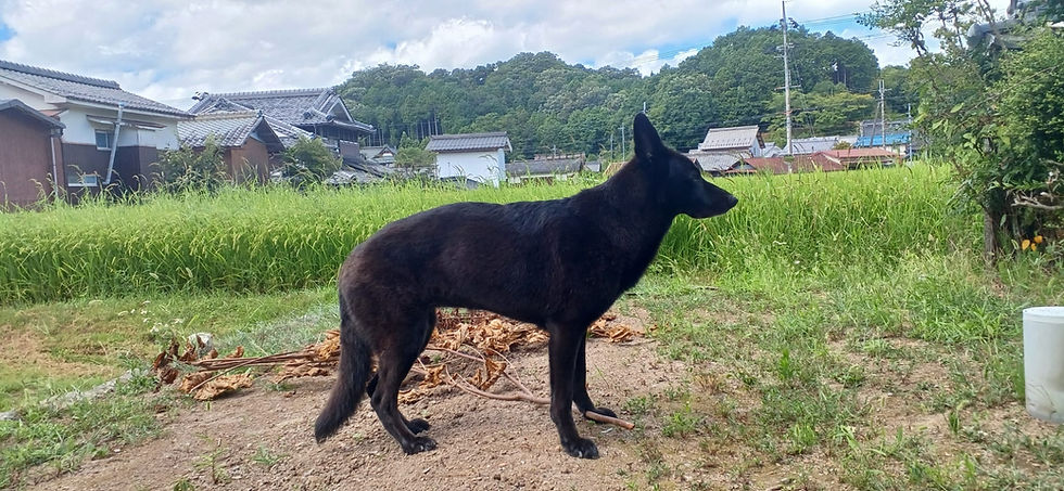 丹波篠山で、初めての米づくり