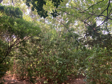 保護区西部の林