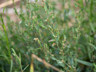 アキノミチヤナギ