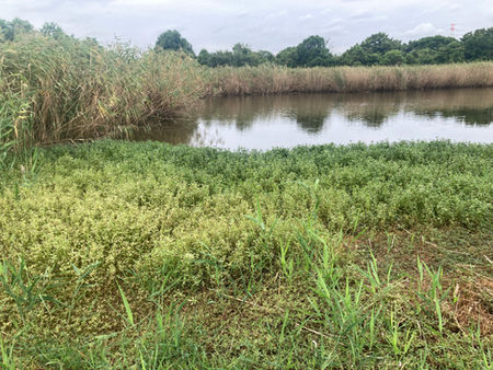 水面を覆うナガエツルノゲイトウ