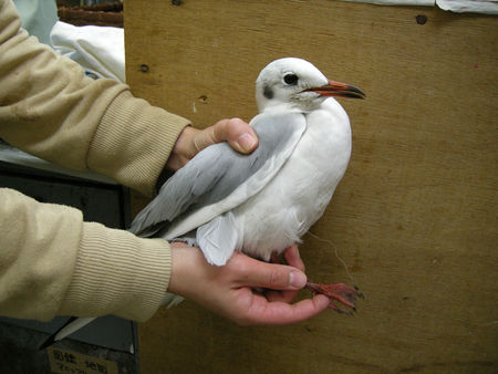 釣糸が絡んだユリカモメ