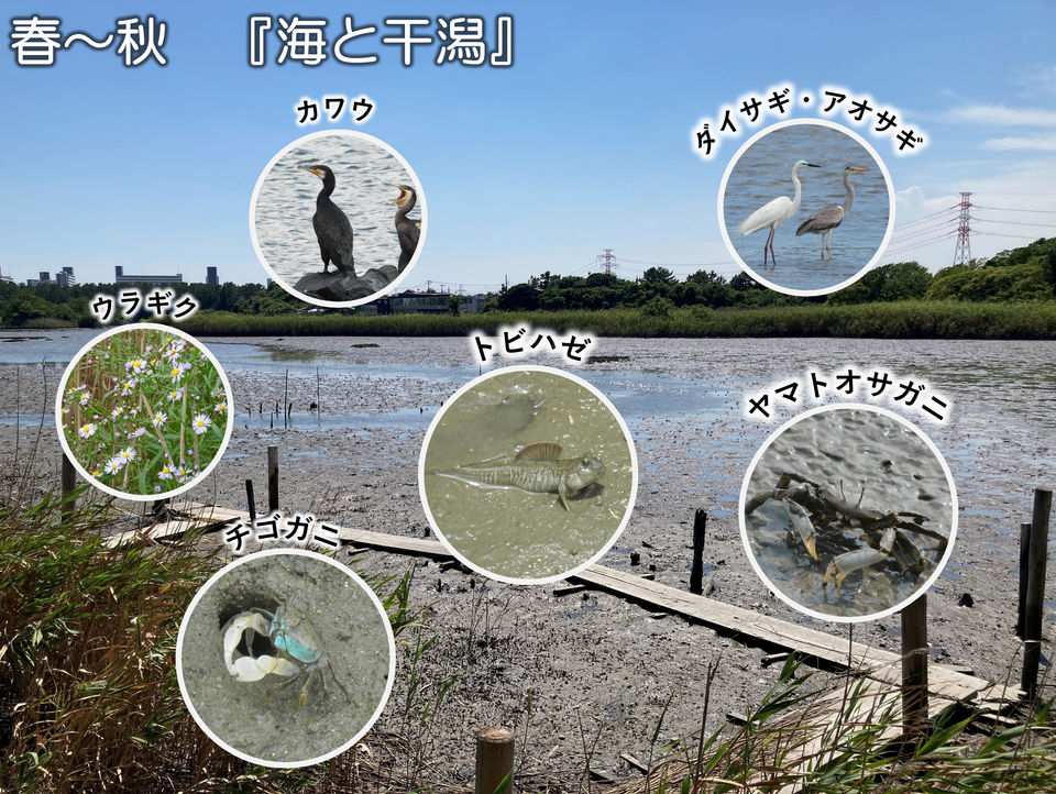 行徳鳥獣保護区の春～秋の海と干潟