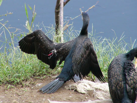 翼に釣り糸が絡まったカワウ