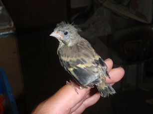 カワラヒワの巣立ちビナ