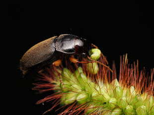 オオズケゴモクムシ