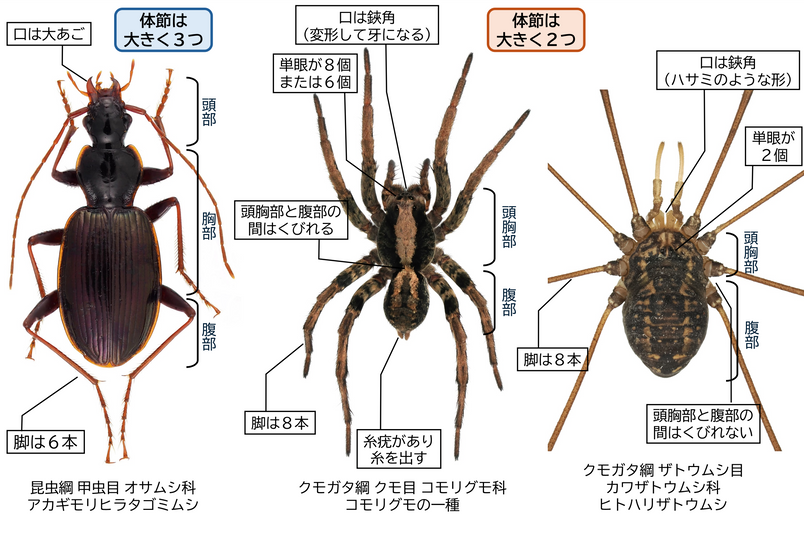 昆虫、クモ、ザトウムシの違い