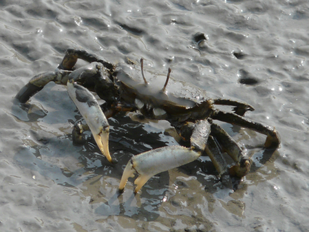 ヤマトオサガニ