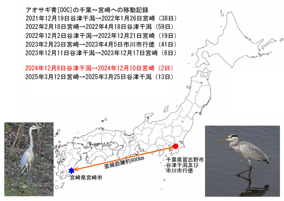 アオサギ00Cの移動経路