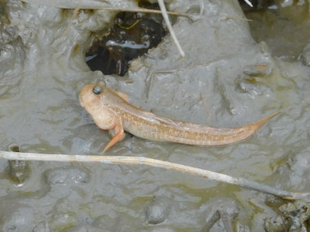 トビハゼ（婚姻色）