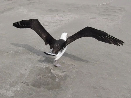 コアホウドリの放鳥