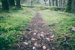 Breitenbush Path