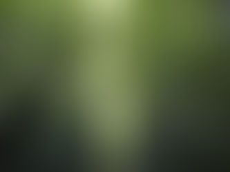 The Eight Limbs of Yoga: Sauca