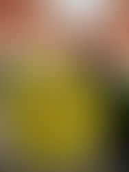 フィボナッチらせんの謎<解決編>