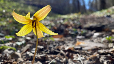Put a little Spring in your Step