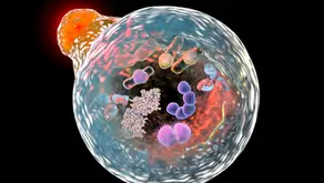 The 72-hour autophagy fast!