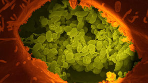 Gut microbiota importance for overall health!