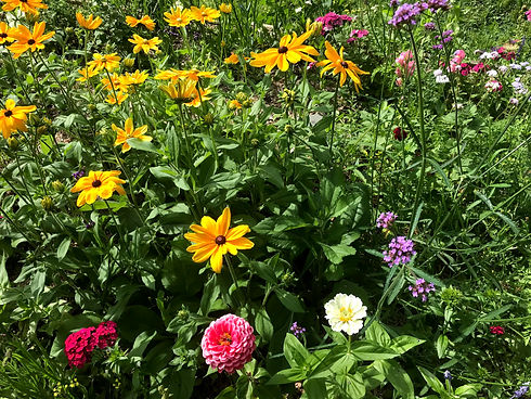 Flower Field
