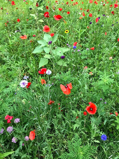 IMG_0722.jpeg