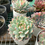 Thumbnail: Echeveria Derenbergii