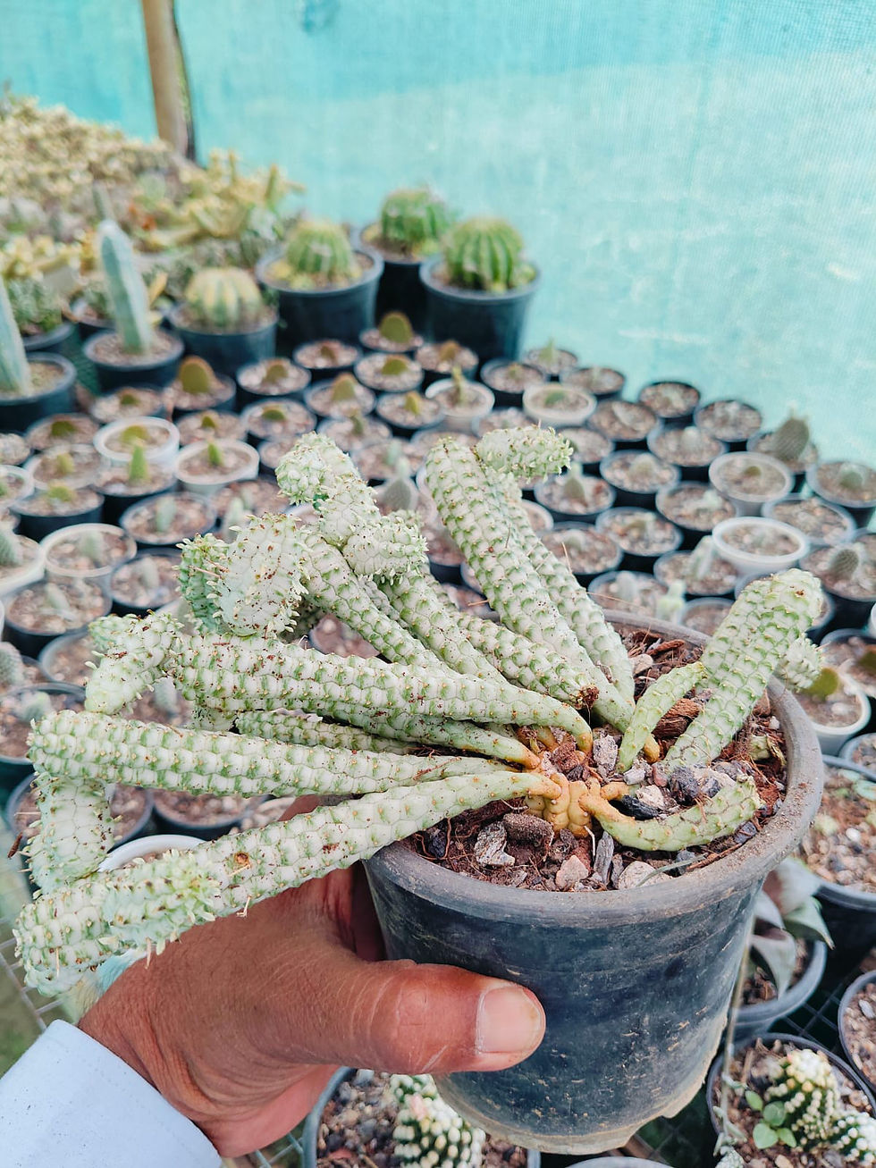 Thumbnail: Euphorbia Mammillaris ‘Spark’