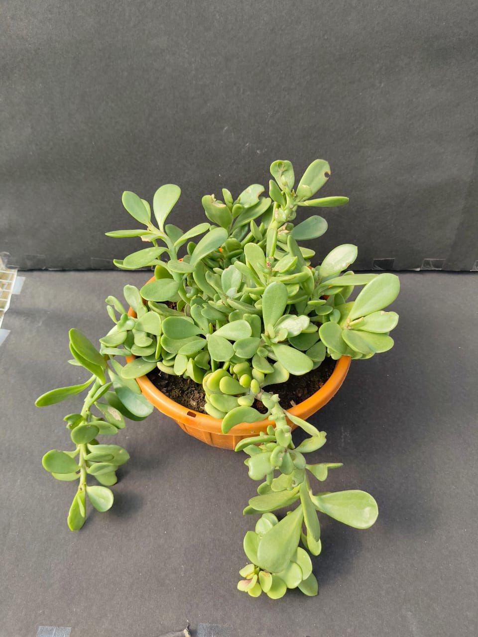 Trailing Jade Basket