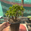 Thumbnail: Crassula Ovata big size