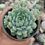 Thumbnail: Echeveria Nanahukumani