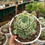 Thumbnail: Echeveria Elegans Mother 11