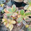 Thumbnail: Crassula Variegated Jade