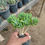 Thumbnail: Sedum Pachyphylum